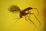 Fossil Spider Web and Flies in Baltic Amber - Rare! #183660-3